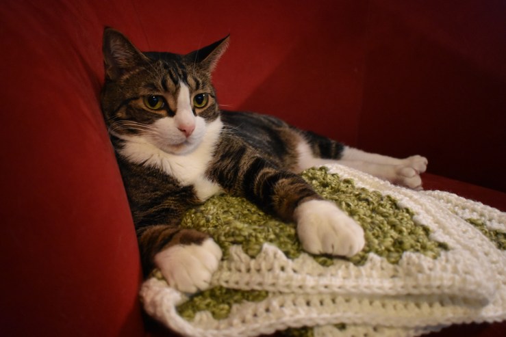 Lou & Green Cat MatDSC_0378.JPG