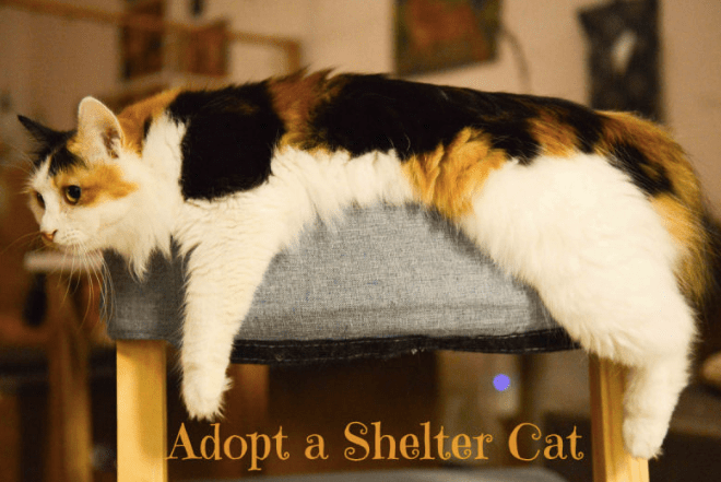 Screen Shot 2018-07-03 at 6.38.32 PM